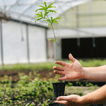 Image of a willow oak seedling.